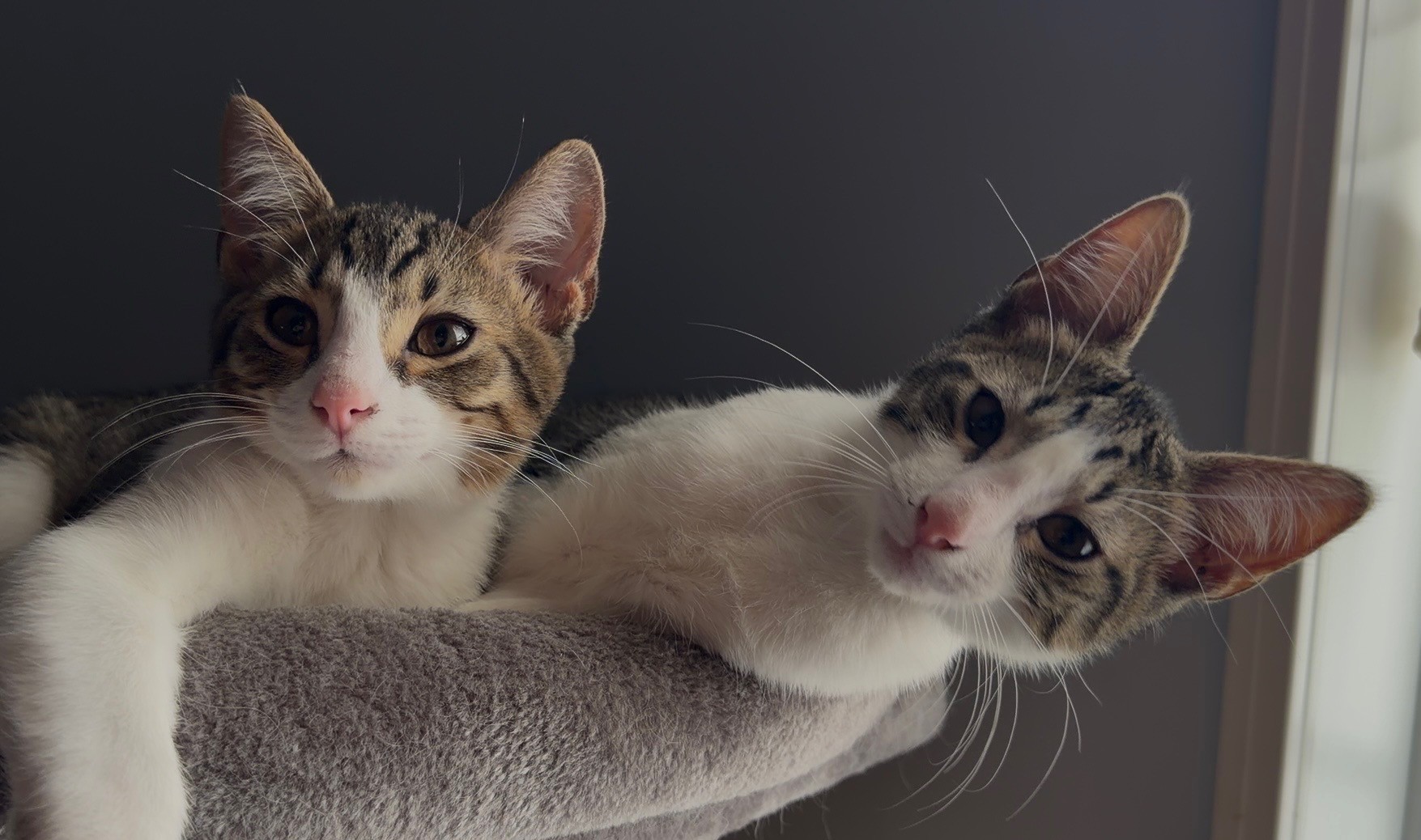 Gigolo (L) and Calzone (R) are our 2 adorable indoor kittens. Watching them grow up together with Vader playing the role of 'Big Brother' has been a lot of fun to watch. We hope you enjoy watching them as they get into mischief together.