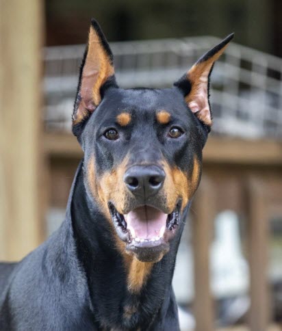 Vader