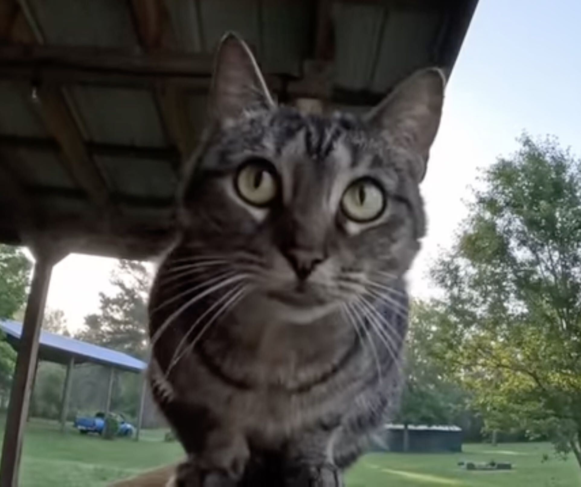 Squeaky is our 'outdoor' cat. Shortly after we moved in to our home, she showed up and decided to adopt us. She is very sweet (except to squirrels) and is a daily part of our livestream with our 'Time to feeeeeeed the Squeakers' segment.
