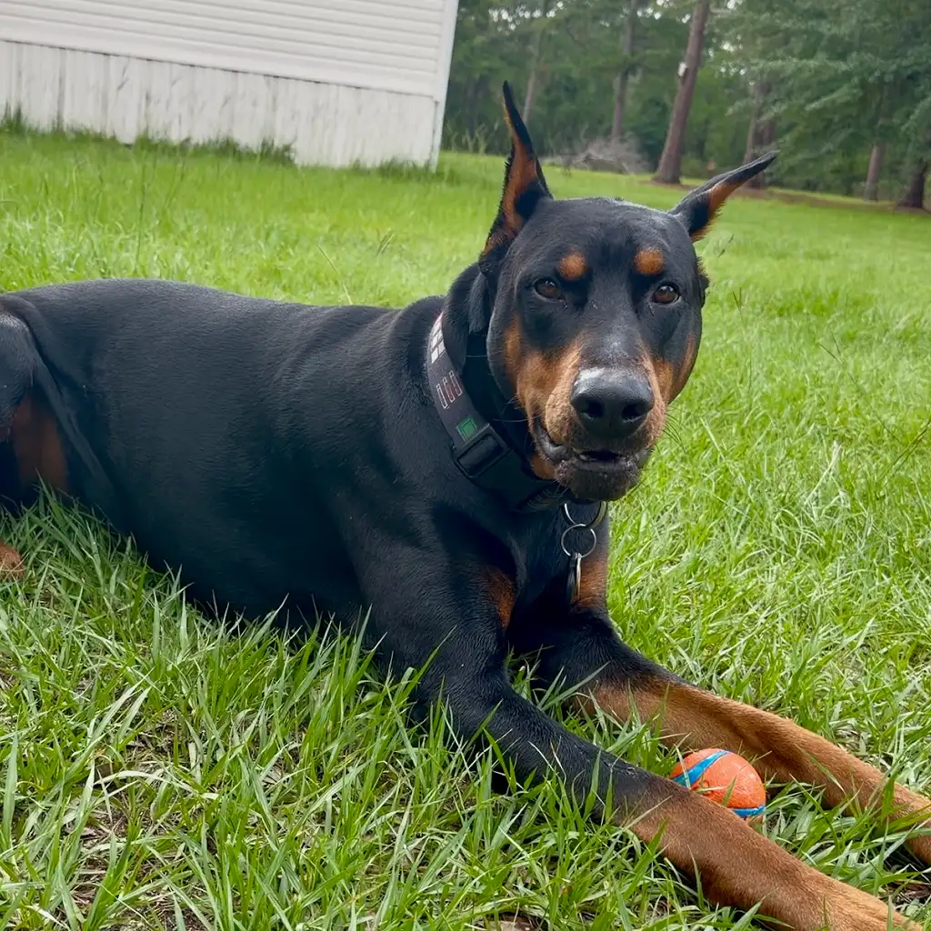This is Vader, the star of the show. (Well, at least he thinks so!) He is an AKC registered Doberman Pinscher who enjoys playing fetch, swimming, and eating lots of treatos.